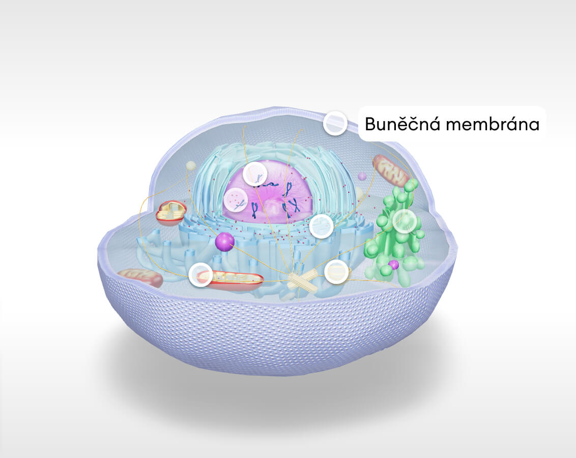 bunecna membreana